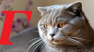 Музыкальный квиз - Буква "Г"