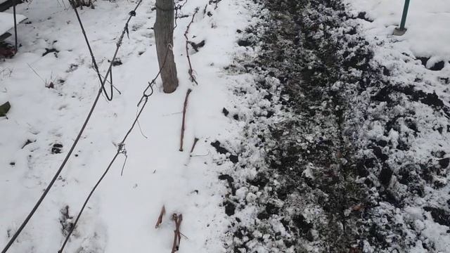 Виноград. Укрываем на зиму. Время ещё есть. смотреть онлайн