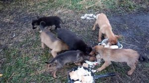 Сегодня мясо в рационе.