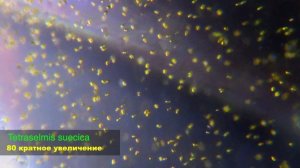 Tetraselmis / Тетраселмис