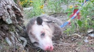 Possum Posse  Elvis a'goo goo