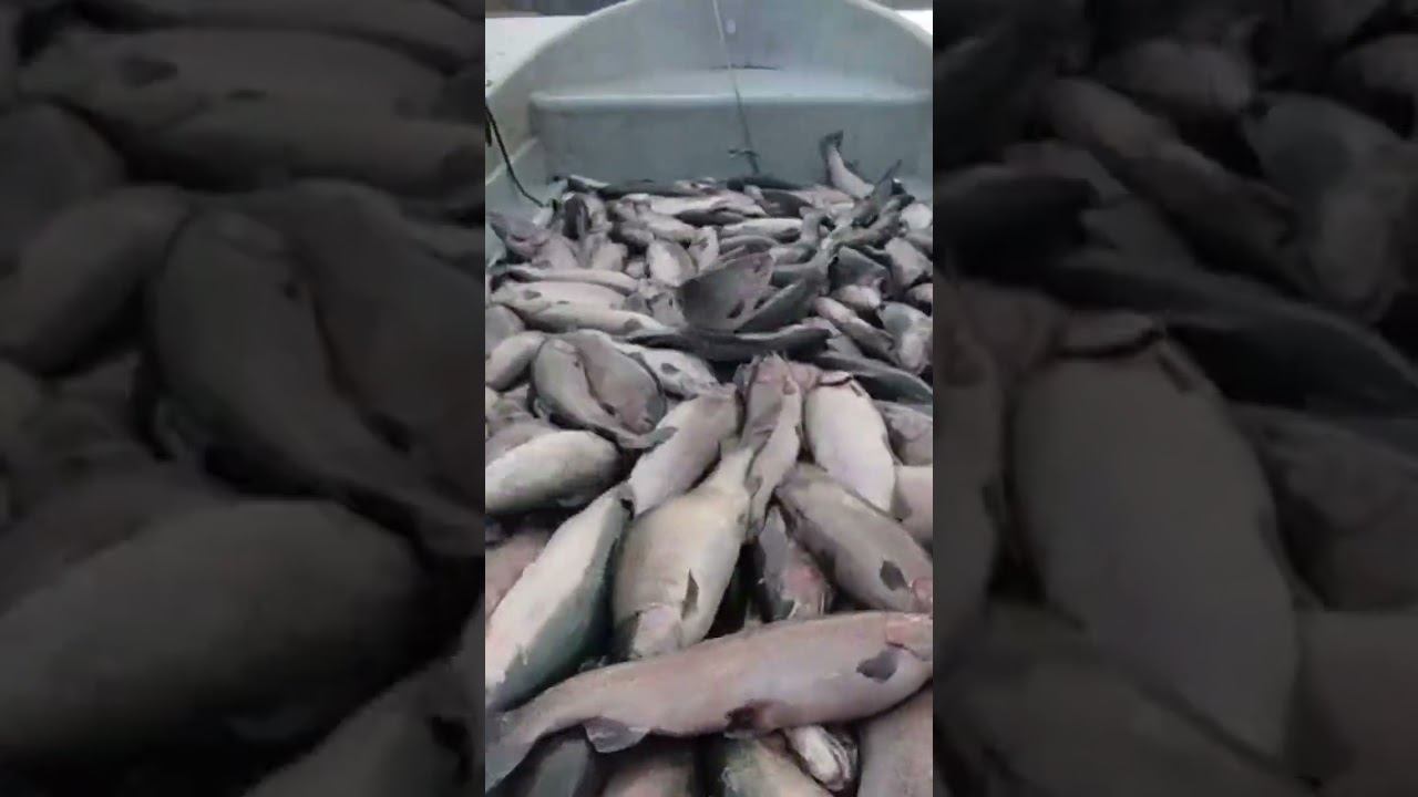 Лодка с рыбой смотреть онлайн