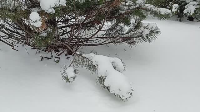 © Выпал снег на радость мне! 20.04.2024 – 21.04.2024 смотреть онлайн