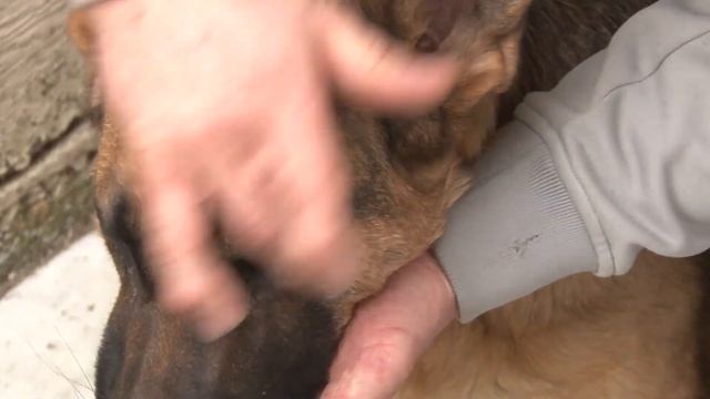 How To Remove A Tick -Removing a Tick Without Pain or Tweezers - Removing A Tick from A Dog 