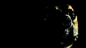 Быль, а не сказка (песня из романа "Ведьмины сказки")