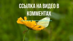 ЛЕНА ХЕППИ УДАЛЯЕТ МОЙ КАНАЛ! ОСТАЛОСЬ ТОЛЬКО 24 ЧАСА!  СТРАШНАЯ ОШИБКА LENA HAPPY! #ЛенаХеппи