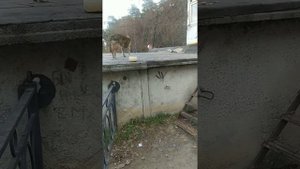 В переулке каждая собака, знает мою лёгкую походку...