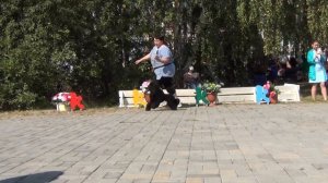42  Моно пуделей. Челябинск 28.08.2022. сравнение на Л.С.