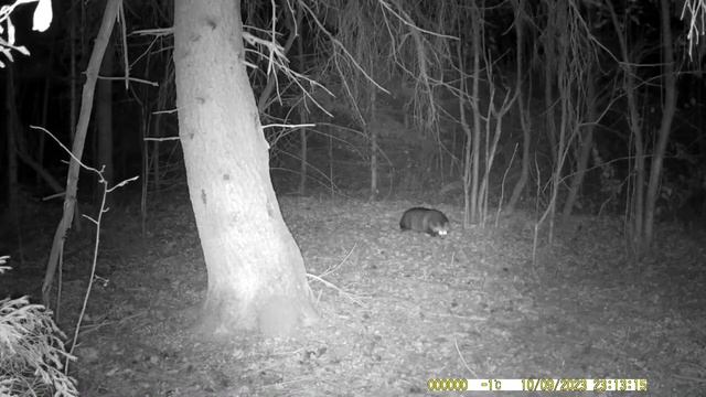 Енотовидная собака ночью! смотреть онлайн