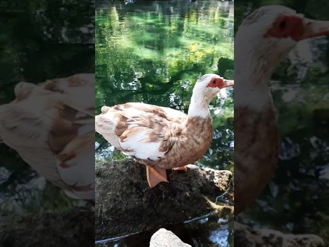 Duck jump / Прыжок утки смотреть онлайн