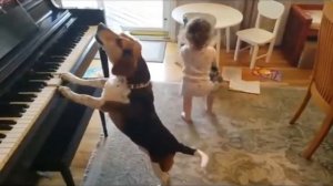 Собака играет на пианино