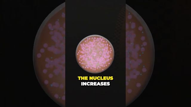 How Nuclear Bombs Work: Unleashing the Power of Plutonium