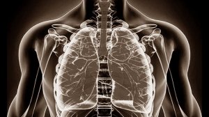 Меридиан лёгких