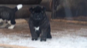 щенки американской акиты