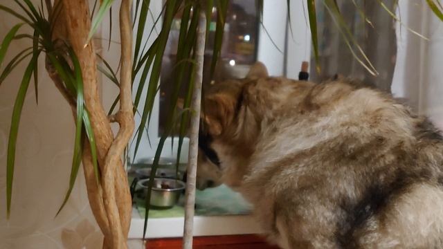 Канис ворует кошачью еду  Январь 2023