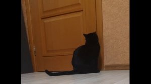 кот кричит и исчезает