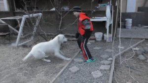 Алабай! Щенок подрос!