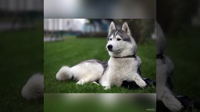 Интересный факты о хаски