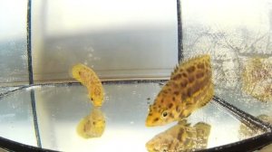 #69 Ктенопома леопардовая (Ctenopoma acutirostre)
