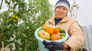 Помидор с теплицы хватит до Нового года | Пастила и чипсы из домашних яблок