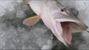 Зимняя рыбалка 2024.НАЧАЛО.