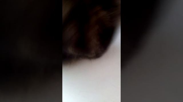 Кусака смотреть онлайн