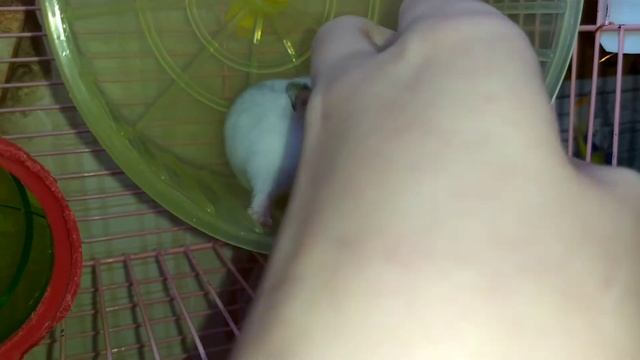 Приручение хомяка день 3. Сонный хомячок
