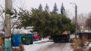 В Уфе спилили 20-летнюю ель, пока владельцев не было дома, и поставили в сквере