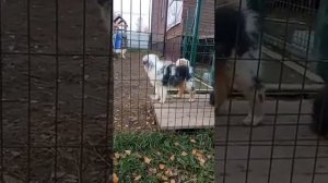 Щенки Австралийской овчарки. продажа. #австралийскаяовчарка #продажащенки