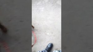 Как я гуляю с собакой в заброшке