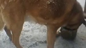 Прикол с собакой.