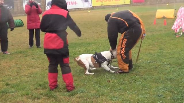 Видео дрессировка по защите американский бульдог Баста семинар Алекс Бондар Мондьоринг часть 1