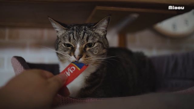 大好物が食べれなくなった猫しぴ 【瀬戸のしぴ日記】