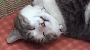 Спящие коты.