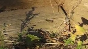 Как стрекочет кузнечик