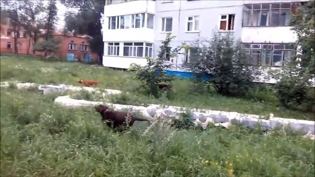 НАС НЕ ДОГОНЯТ! смотреть онлайн