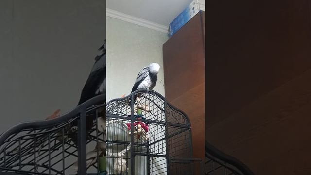 Попугай жако ( Кирюша)  - в 3 месяца смотреть онлайн