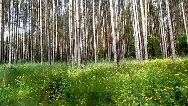 УТРО В СОСЁНКАХ.Видео Татьяны Крестьянсковой. смотреть онлайн
