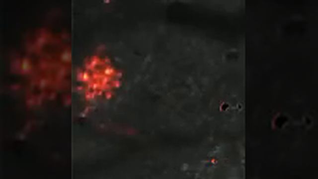 Bergmann glia calcium wave in vivo