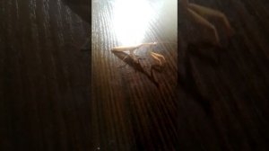 богомол против саранчи и двух пауков