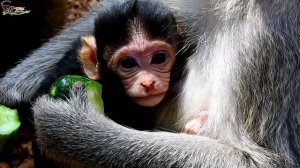 Newborn baby monkey,Very hungry milk,but mom very take care/Wild Monkey