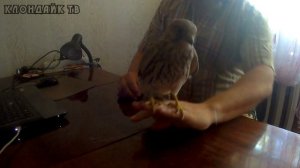 7 день в нашем доме пустельга