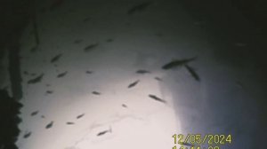 1000034583.mp4дно Волги гл.4м.05.12.2024г.