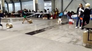 выставка собак 17 11 19  VID 20191117 120707