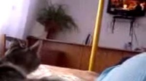 Кошка Мурка массажист=)