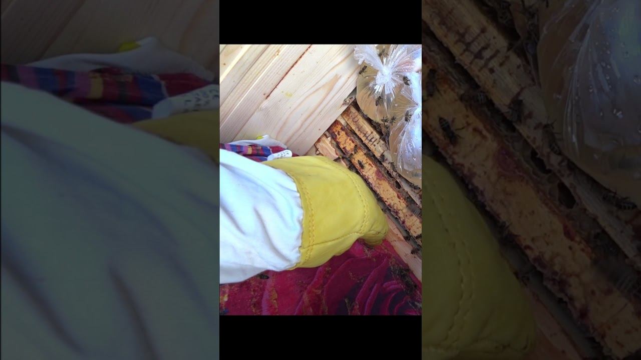 подкормка пчел на зиму сахарным сиропом смотреть онлайн