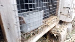 кролики полтавское серебро чистая порода и полтавское серебро смесь бабочке и новый кролики