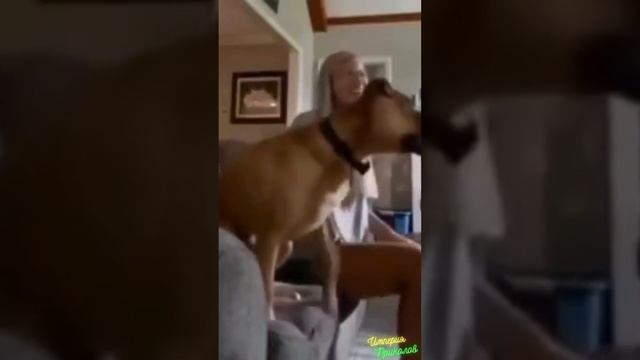 Гол любимой команды =)