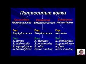 Возбудители бактериальных и вирусных инфекций (Бадлеева М.В.) - 2 лекция