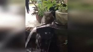 СМЕШНЫЕ И МИЛЫЕ КОТЫ И КОШКИ 2019 забавные котята